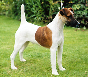 smooth coat terrier breeds